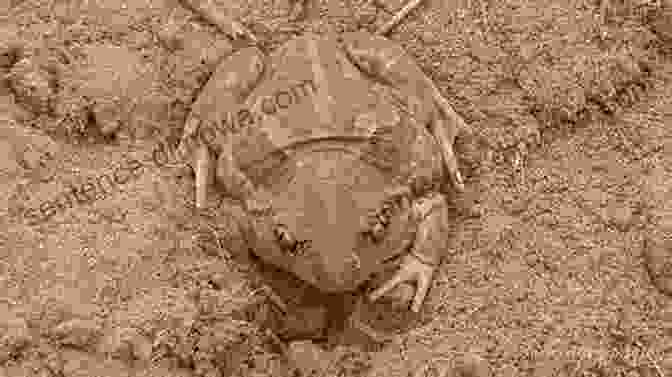 A Brown Toad Burrowing Into Moist Mud, Leaving A Trail Behind North American Amphibians: Distribution And Diversity