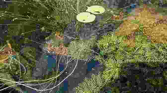 A Female Newt Laying Eggs On Submerged Vegetation, Surrounded By Jelly Like Casing North American Amphibians: Distribution And Diversity