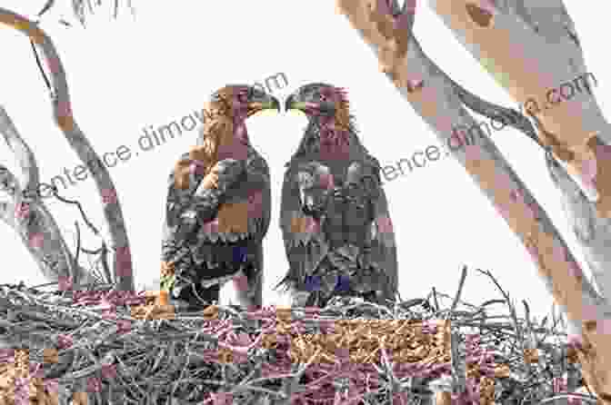 A Wedge Tailed Eagle Pair Tending To Their Nestlings Australian High Country Raptors