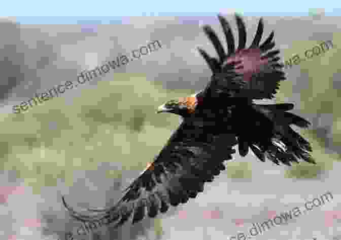 A Wedge Tailed Eagle Swooping Down To Capture A Rabbit Australian High Country Raptors