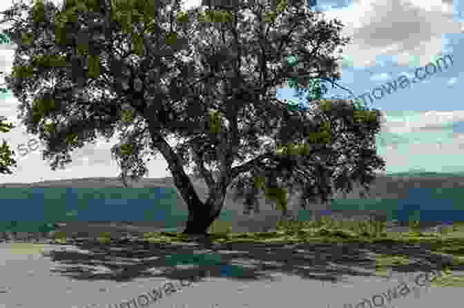 Panoramic View Of The Serra Do Caldeirão Mountains From Odemira Romantic Odemira Odemira Romantica: A Black And White Photographic Album About The Romantic Odemira A City In Southern Portugal