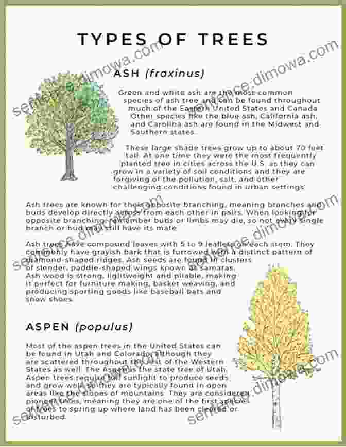 Sample Page Showing Detailed Tree Descriptions Our Native Trees And How To Identify Them