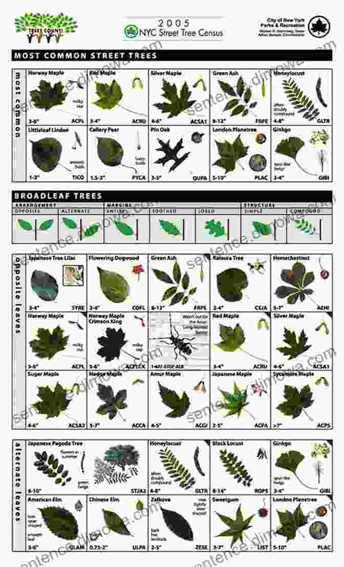 Sample Page Showing Tree Identification Keys Our Native Trees And How To Identify Them