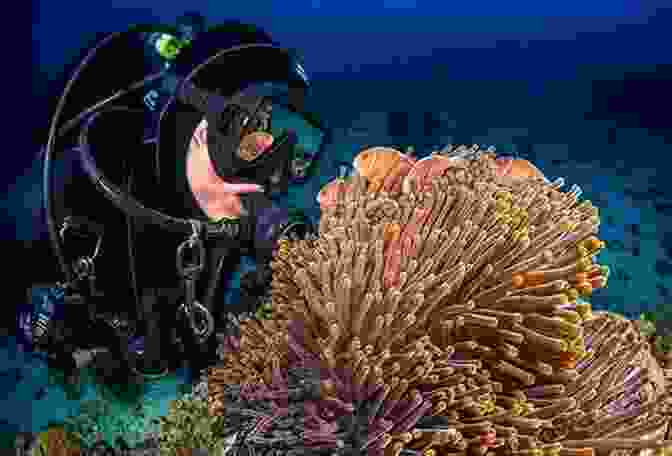 Scuba Diver Exploring A Coral Reef Beneath The Surface: Stories Of Scuba Diving