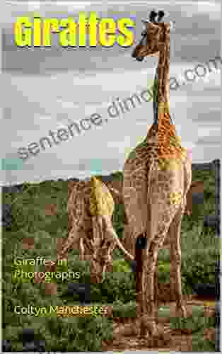 Giraffes: Giraffes in Photographs Howard P Boyd