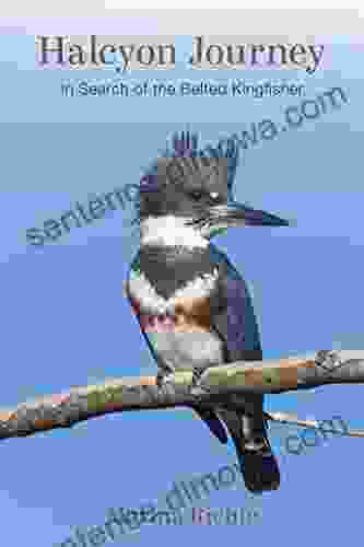 Halcyon Journey: In Search Of The Belted Kingfisher